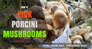 Foraging Porcini Mushrooms: A Guide to Picking the Best