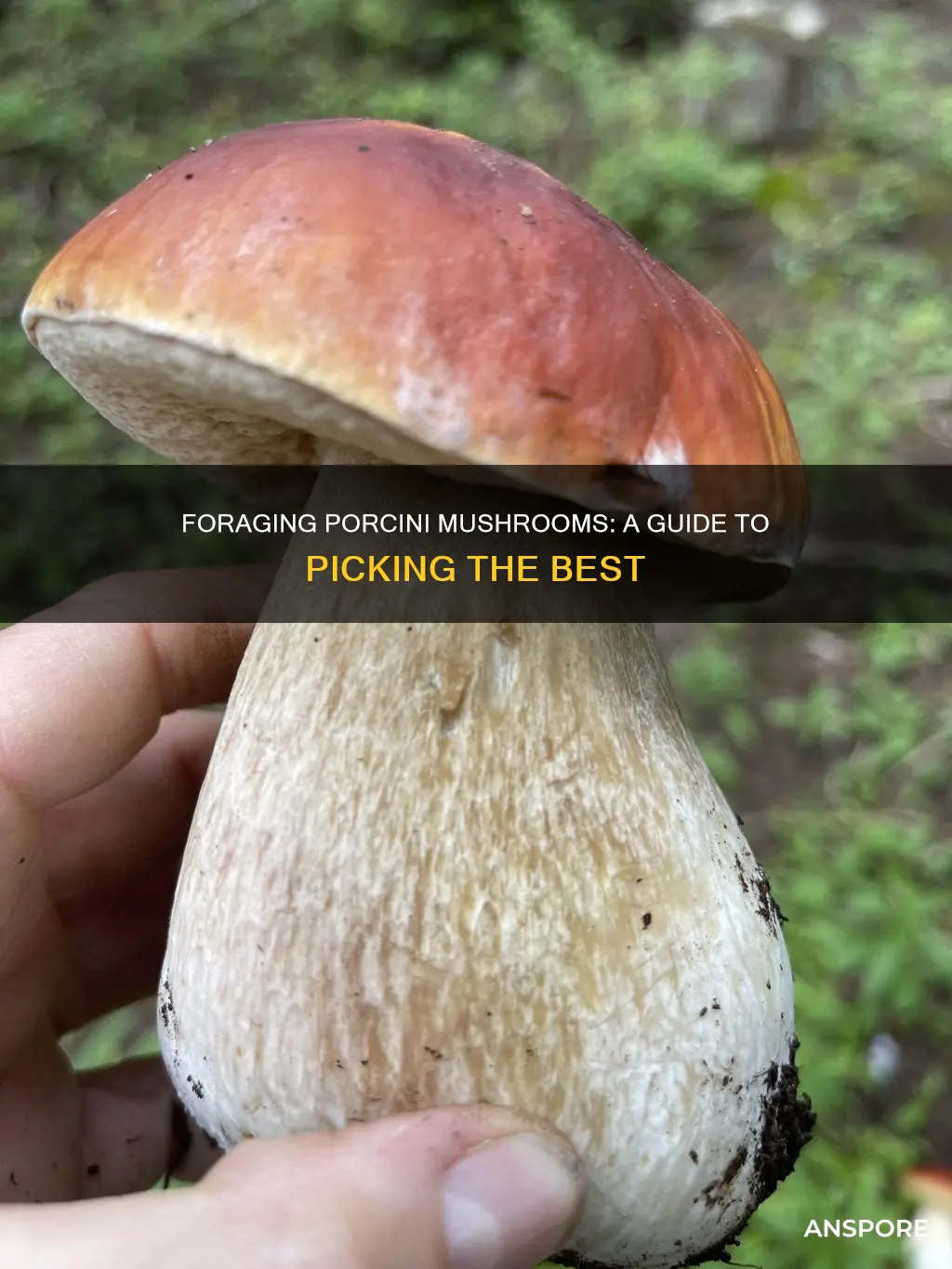 how to pick porcini mushrooms