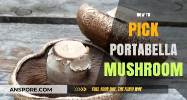 Picking Portabella Mushrooms: A Step-by-Step Guide