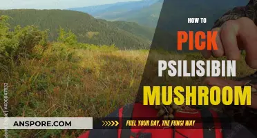 Picking Magic Mushrooms: A Guide to Psilocybin Hunting