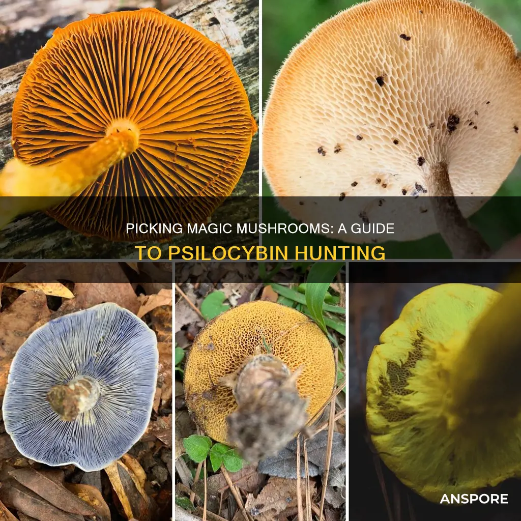 how to pick psilisibin mushrooms