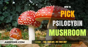 Picking Magic Mushrooms: A Beginner's Guide