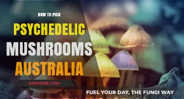 A Guide to Safely Identifying Psychedelic Mushrooms in Australia