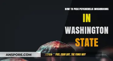 Safely Foraging Psychedelic Mushrooms in Washington State: A Beginner's Guide