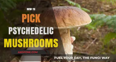 Foraging for Magic Mushrooms: A Beginner's Guide