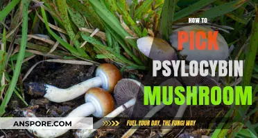 Foraging Magic Mushrooms: A Guide to Picking Psychedelics