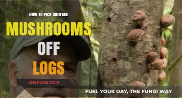 Harvesting Shiitake Mushrooms: A Step-by-Step Guide to Log Picking