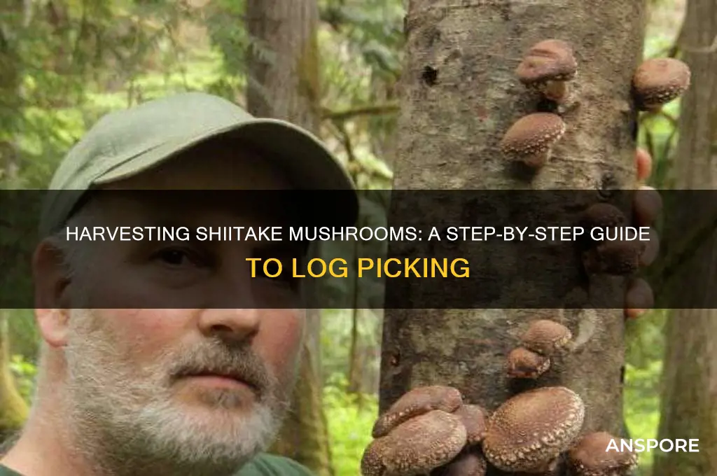 how to pick shiitake mushrooms off logs