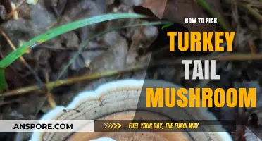 Identifying and Harvesting Turkey Tail Mushrooms: A Beginner's Guide