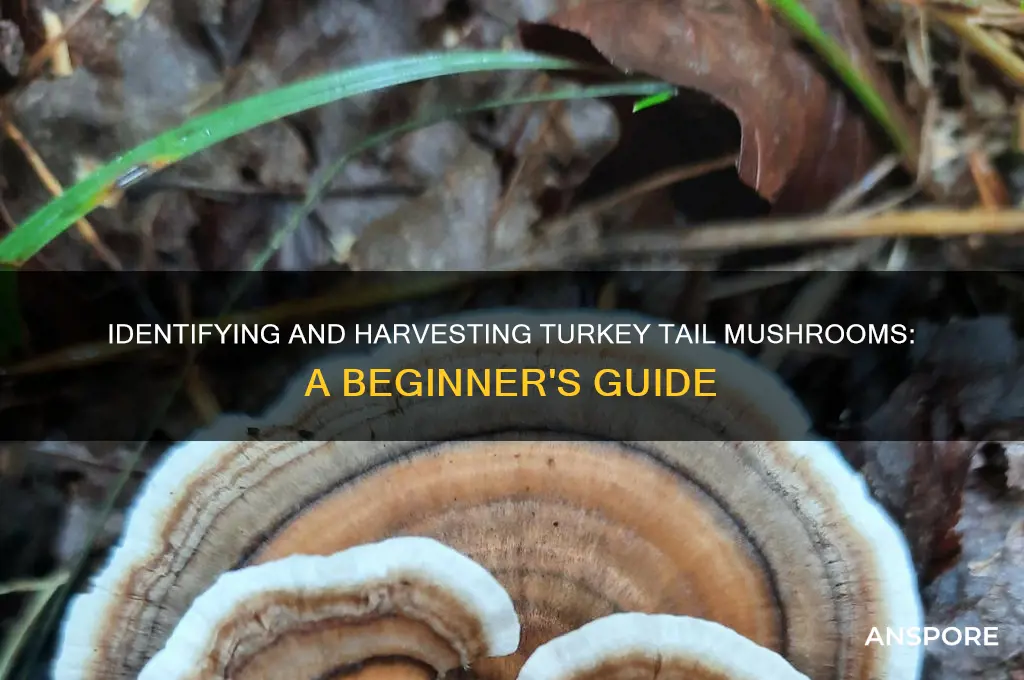 how to pick turkey tail mushrooms