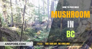 BC's Wild Mushroom Foraging: Essential Tips for Safe and Successful Harvesting