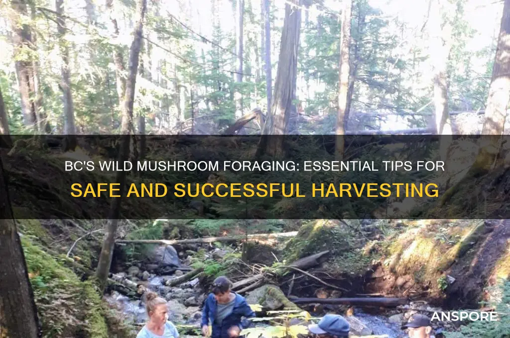 how to pick wild mushrooms in bc