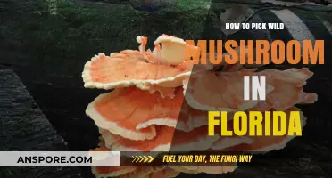 Florida's Foraging Guide: Safely Identifying and Picking Wild Mushrooms