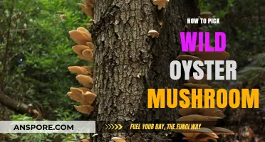 Foraging Wild Oyster Mushrooms: Essential Tips for Safe and Successful Harvesting