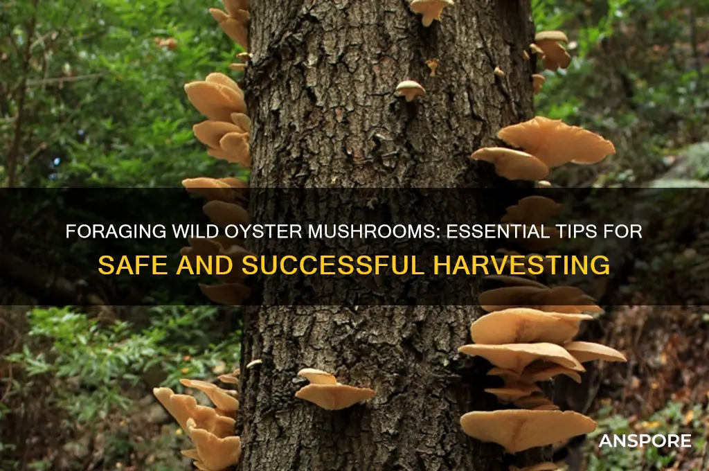 how to pick wild oyster mushrooms