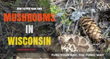 Wisconsin's Wild Mushroom Foraging: A Beginner's Guide to Safe Picking