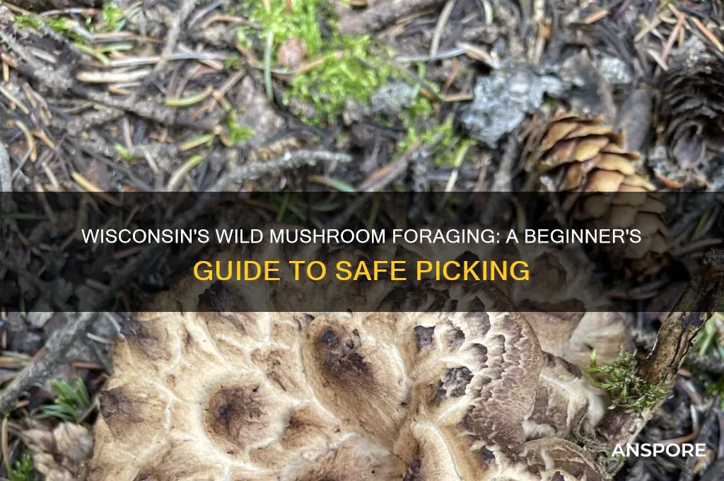 how to pick your own mushrooms in wisconsin