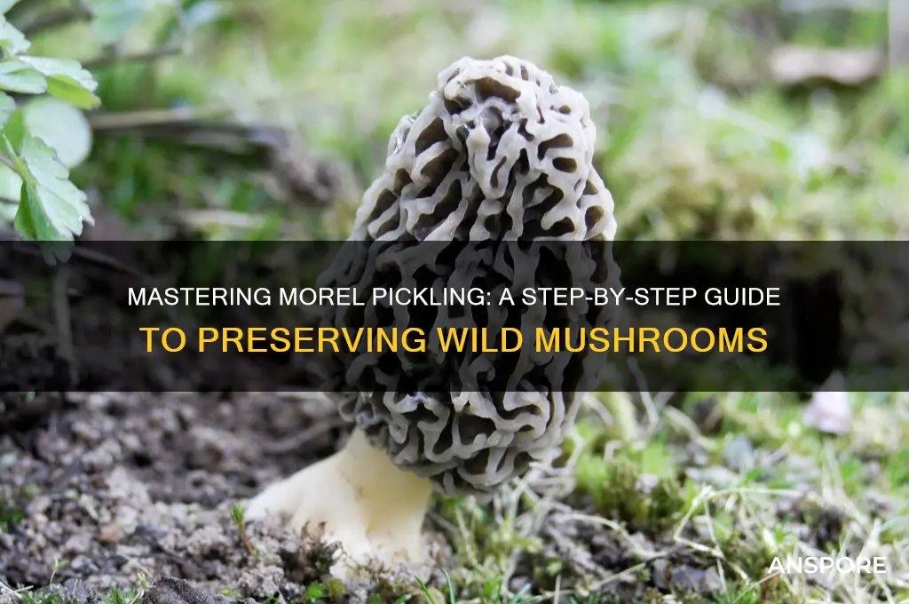 how to pickle morel mushrooms