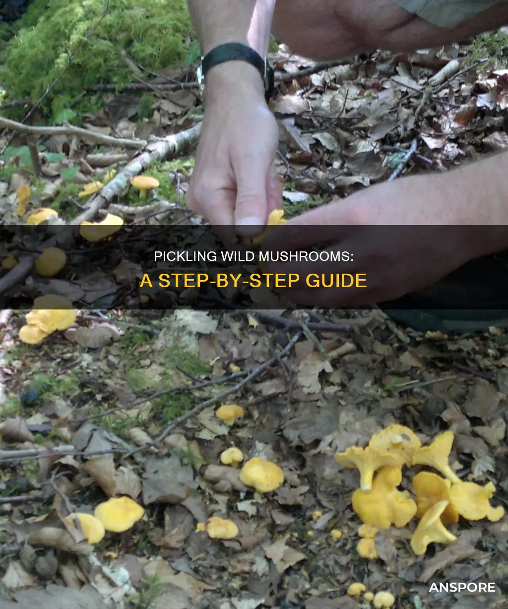 how to pickled wild mushrooms