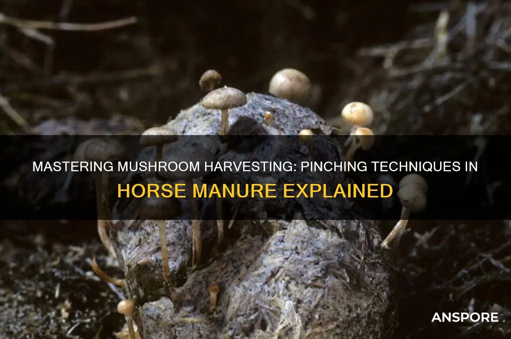 how to pinch a mushrooms in horse manure