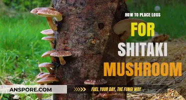 Mastering Shiitake Cultivation: Optimal Log Placement Techniques for Abundant Harvests