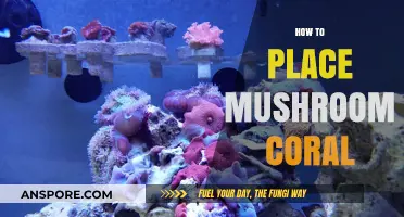 Positioning Mushroom Corals: The Ultimate Guide