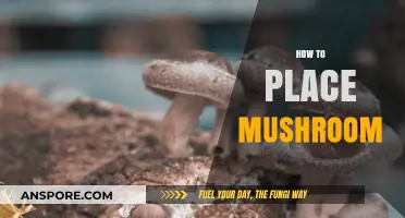 The Ultimate Guide to Placing Mushrooms