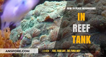 Enhancing Your Reef Tank with Mushrooms: Placement Tips and Tricks