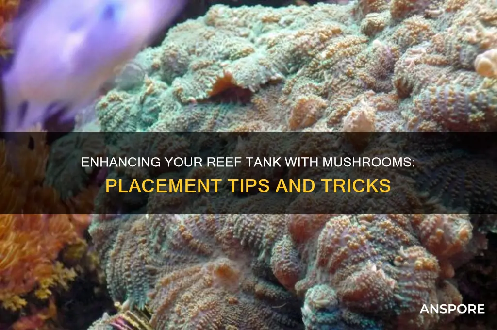 how to place mushrooms in reef tank