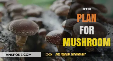 Mushroom Cultivation: Planning for Success