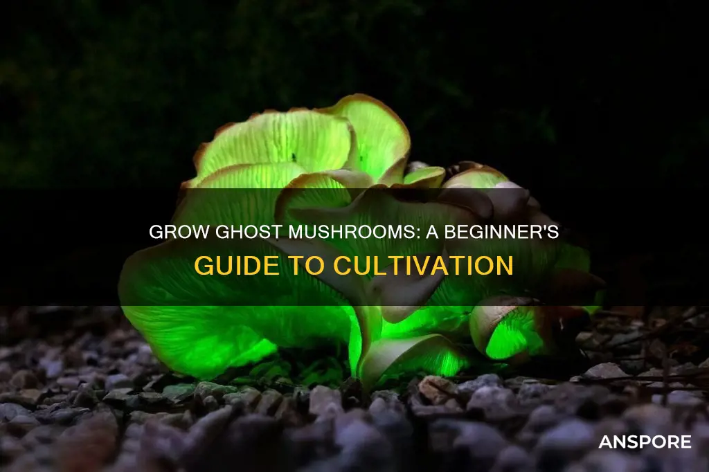 how to plan ghost mushroom