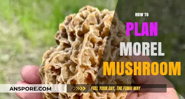 Mastering Morel Mushroom Planning: A Comprehensive Guide for Foragers
