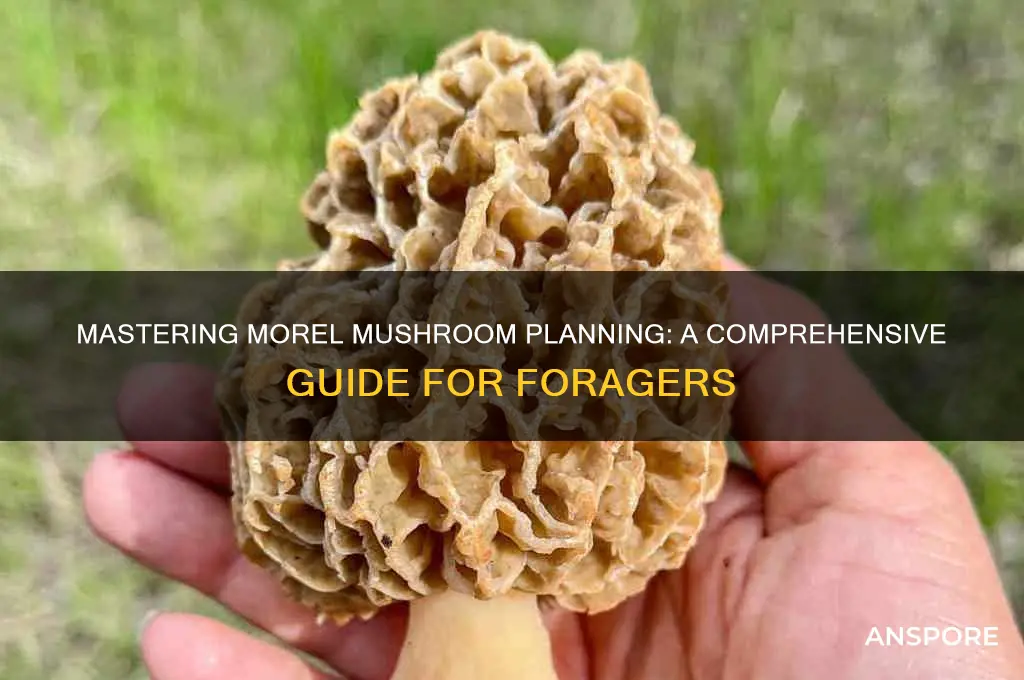 how to plan morel mushrooms