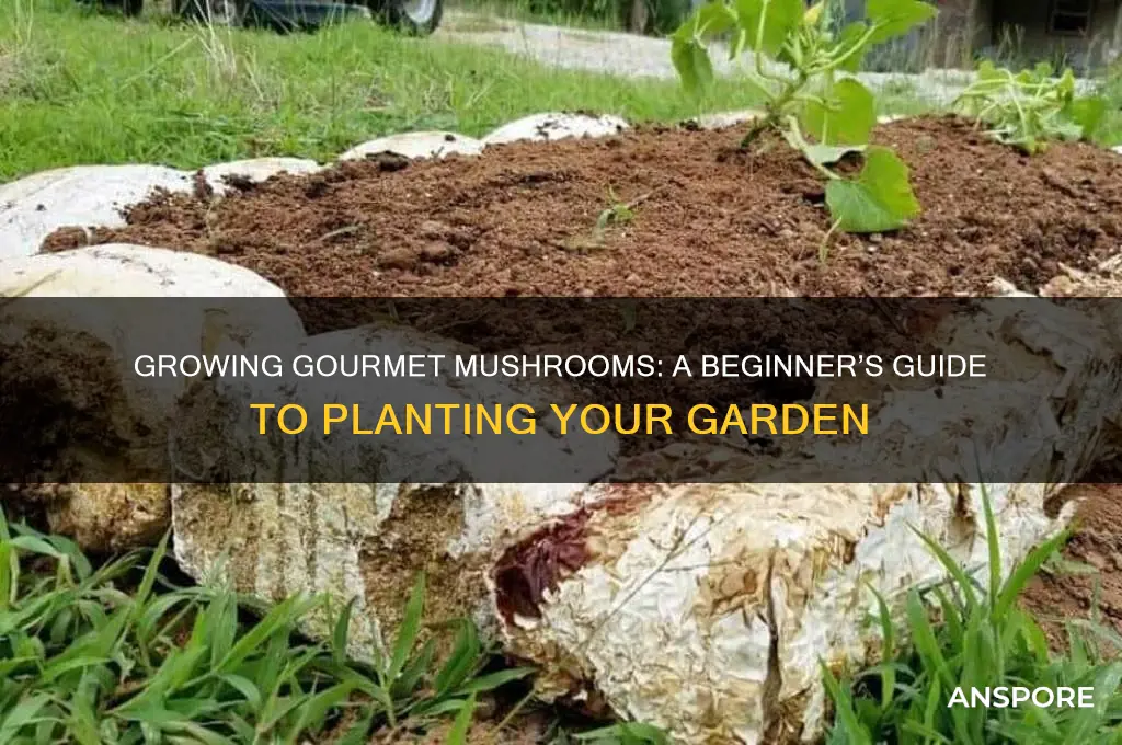 how to plant a mushroom garden