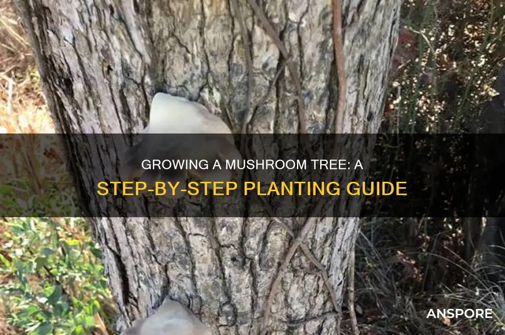 how to plant a mushroom tree