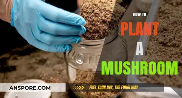 Planting Mushrooms: A Step-by-Step Guide to Success