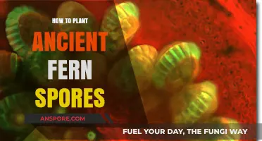 Planting Ancient Fern Spores: A Step-by-Step Guide to Revival