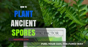Reviving Ancient Life: A Step-by-Step Guide to Planting Prehistoric Spores