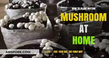 Easy Guide to Growing Button Mushrooms at Home: Tips & Tricks