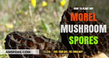 Planting Dry Morel Mushroom Spores: A Step-by-Step Guide