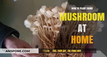 Easy Guide to Growing Enoki Mushrooms at Home