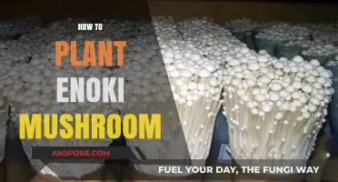 Grow Enoki Mushrooms: A Step-by-Step Guide