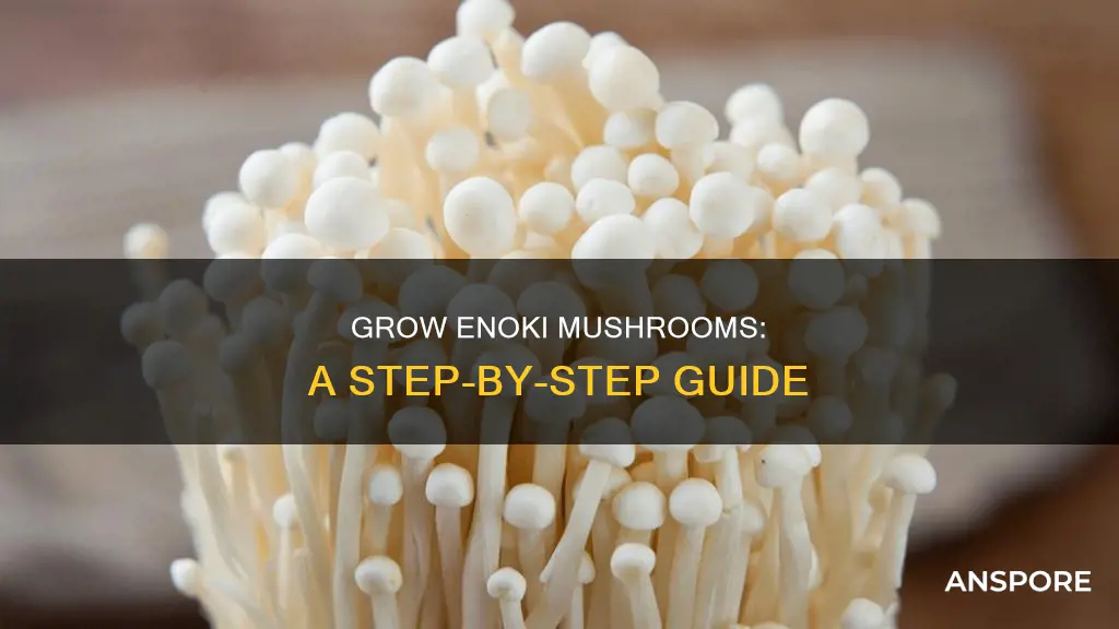 how to plant enoki mushroom