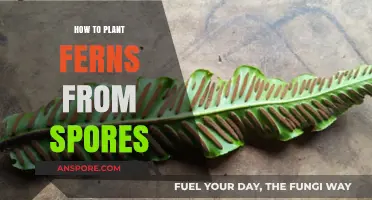 Planting Ferns from Spores: A Step-by-Step Guide for Beginners