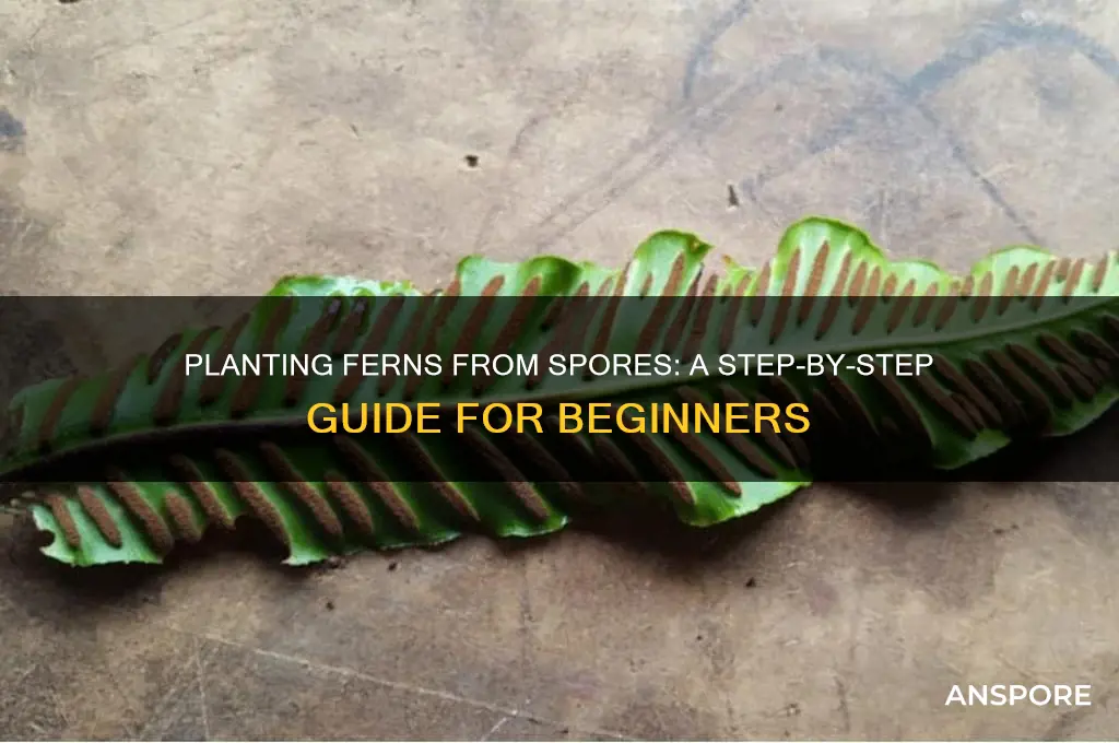 how to plant ferns from spores