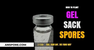 Mastering Gel Sack Spore Planting: A Step-by-Step Guide for Success