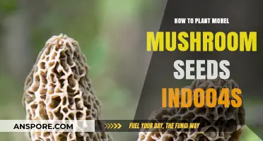 Growing Morel Mushrooms Indoors: A Step-by-Step Seed Planting Guide