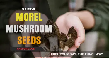 Mastering Morel Cultivation: A Guide to Planting Mushroom Seeds