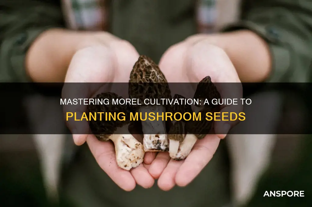 how to plant morel mushroom seeds