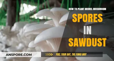 Planting Morel Mushroom Spores in Sawdust: A Step-by-Step Guide